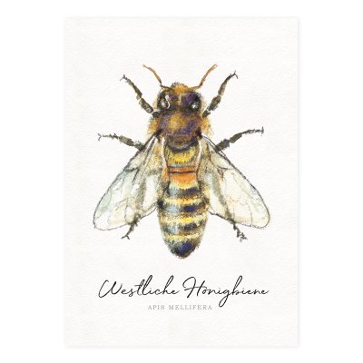 Postkarte Westliche Honigbiene